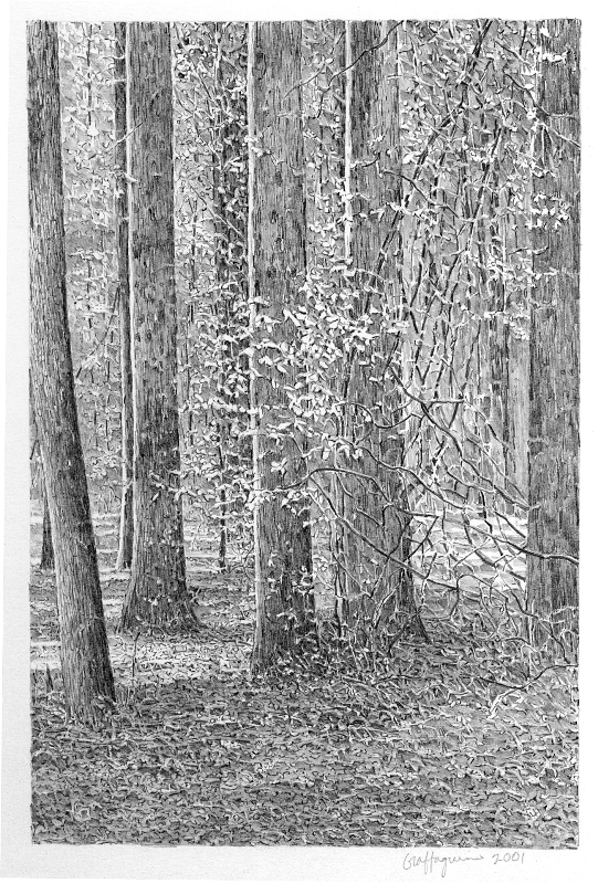 andy's woods i 2001.jpg